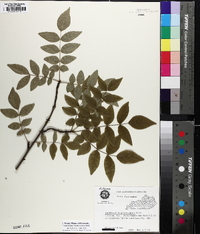 Zanthoxylum americanum image