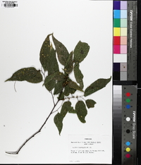 Celtis laevigata image