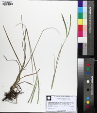 Paspalum notatum image