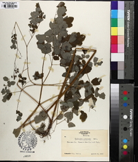 Thalictrum pubescens image