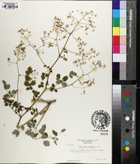 Thalictrum pubescens image