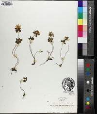 Thalictrum thalictroides image