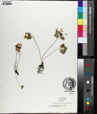 Thalictrum thalictroides image