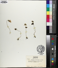 Thalictrum thalictroides image