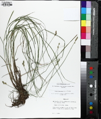 Carex albolutescens image