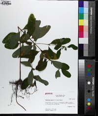 Triadenum walteri image
