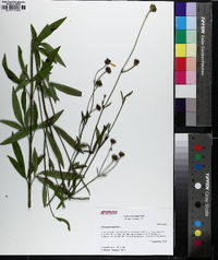 Coreopsis tripteris image