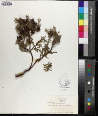 Thuja occidentalis image