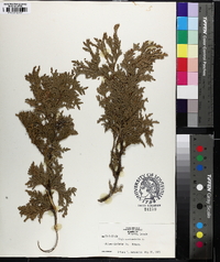 Thuja occidentalis image