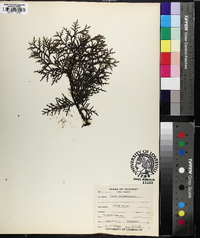 Thuja occidentalis image