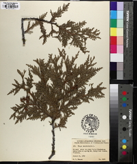 Thuja occidentalis image