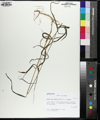 Muhlenbergia tenuiflora image