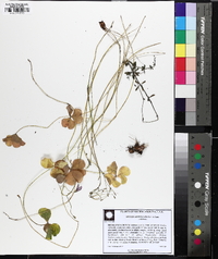 Oxalis articulata image