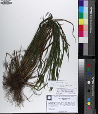 Carex crebriflora image