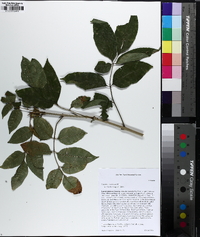 Fraxinus caroliniana image