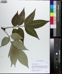 Fraxinus biltmoreana image