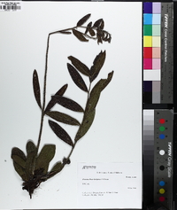 Lithospermum decipiens image