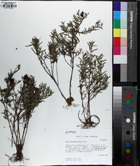 Hypericum dolabriforme image