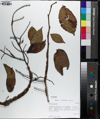 Ulmus serotina image