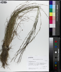 Aristida purpurascens image