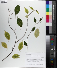 Celastrus scandens image