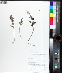 Scutellaria parvula image