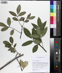 Fraxinus caroliniana image