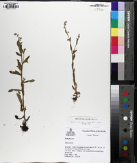 Myosotis macrosperma image