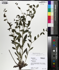 Lithospermum tuberosum image