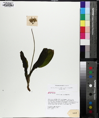 Clintonia borealis image