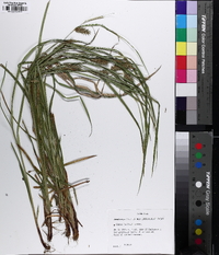 Carex baileyi image