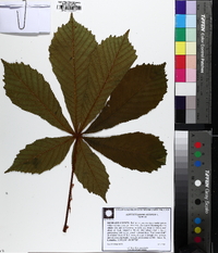 Aesculus hippocastanum image