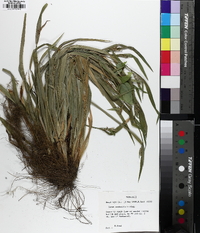 Carex kraliana image