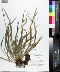 Carex kraliana image