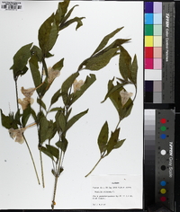 Ruellia strepens image