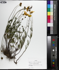 Coreopsis debilis image