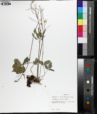 Cardamine angustata image