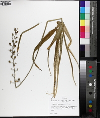 Camassia scilloides image