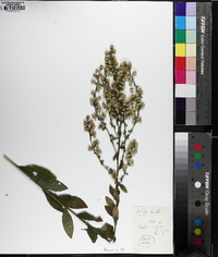 Solidago hispida image