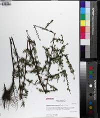 Symphyotrichum racemosum image