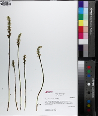 Spiranthes cernua image