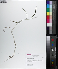 Kellochloa verrucosa image