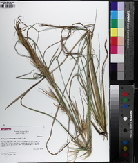 Andropogon virginicus var. virginicus image