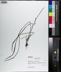 Paspalum laeve image