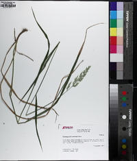 Greeneochloa coarctata image