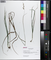 Greeneochloa coarctata image