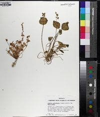 Claytonia perfoliata image