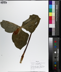 Trillium luteum image