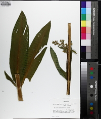 Frasera caroliniensis image