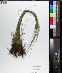 Juncus coriaceus image